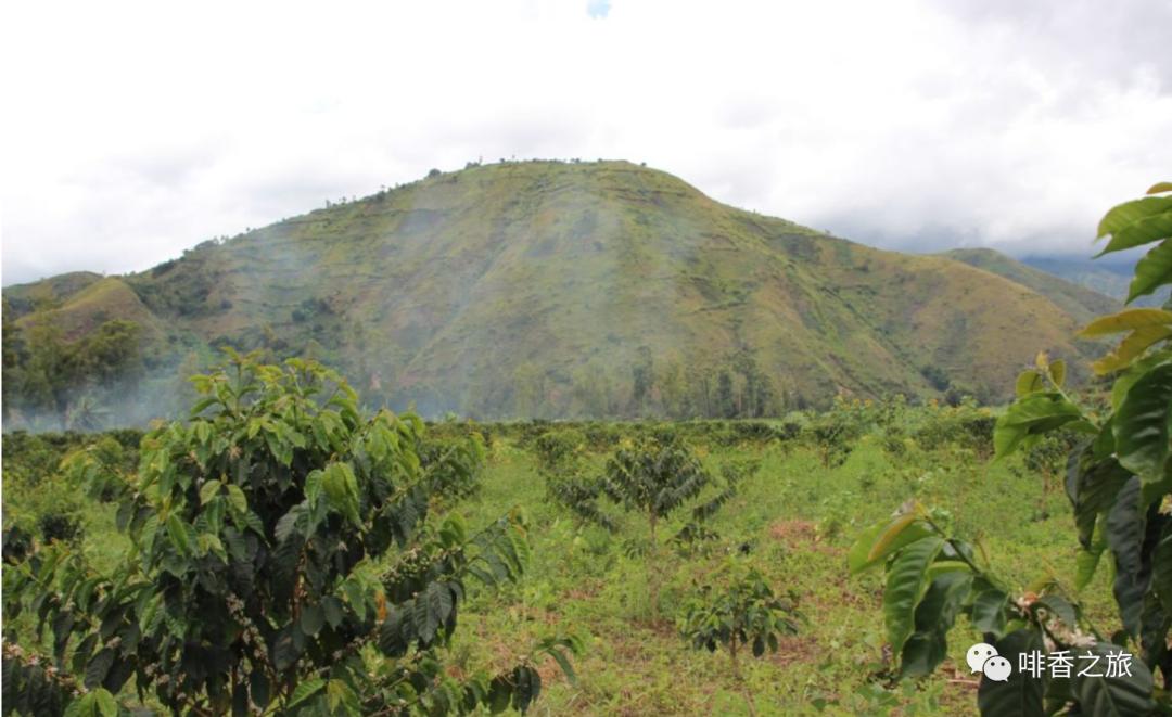 咖啡的产地及分布,咖啡四大著名产地