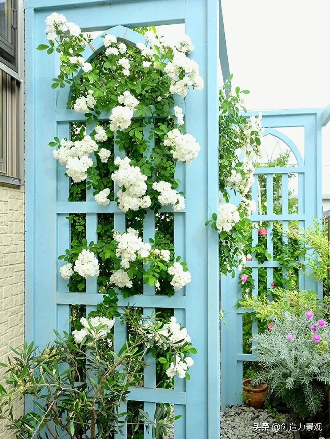 一花一草一世界原创花草,一花一草一世界花草之美