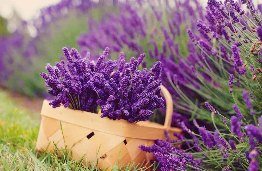 送花给女朋友的花语,给女孩子送花需要说花语吗