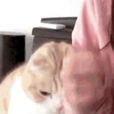 猫认你是主人,怎么辨别猫有主人和没有主人