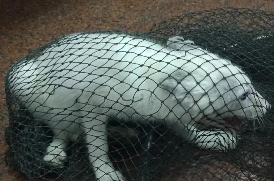 野外发现罕见的白狐,南京市民在路边捡到北极狐