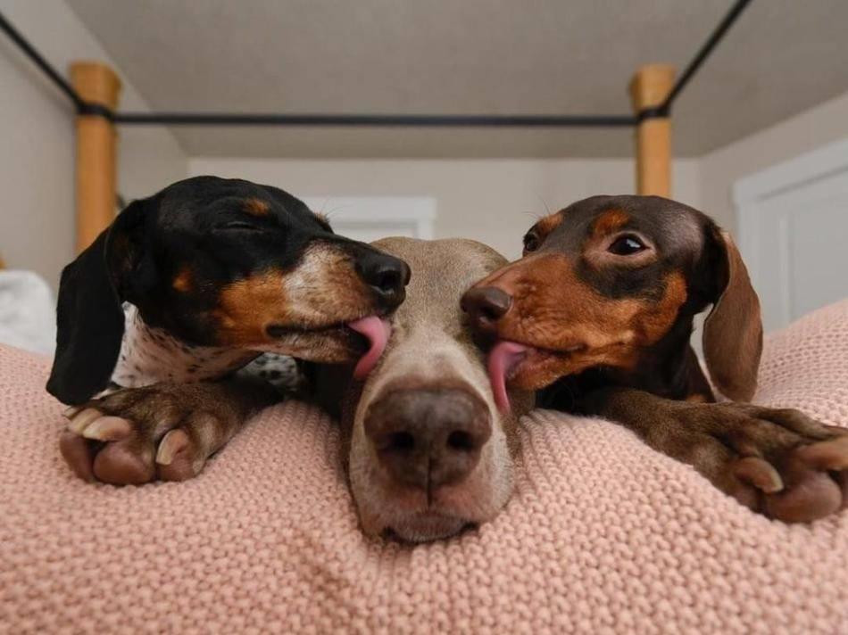 狗狗突然疯狂舔地板呕吐怎么回事,狗狗最近老是到处舔是什么原因