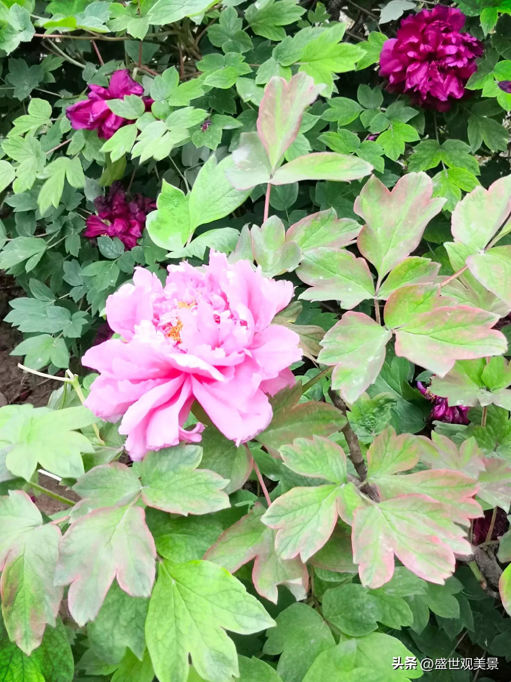 怎样找到头条的流量密码,头条原创文章怎么加推荐量