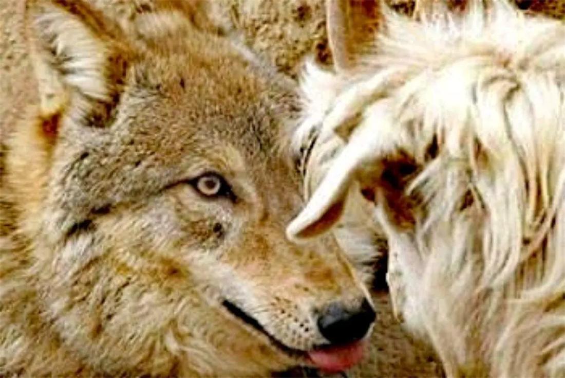 蒙古獒被狼咬死,狼群报复咬死牧羊犬主人团灭狼群