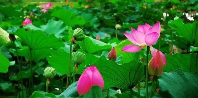 江夏风景美如画,江夏区地域文化特色