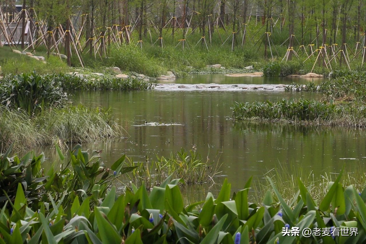 打卡公园东莞游玩攻略,东莞森林公园攻略