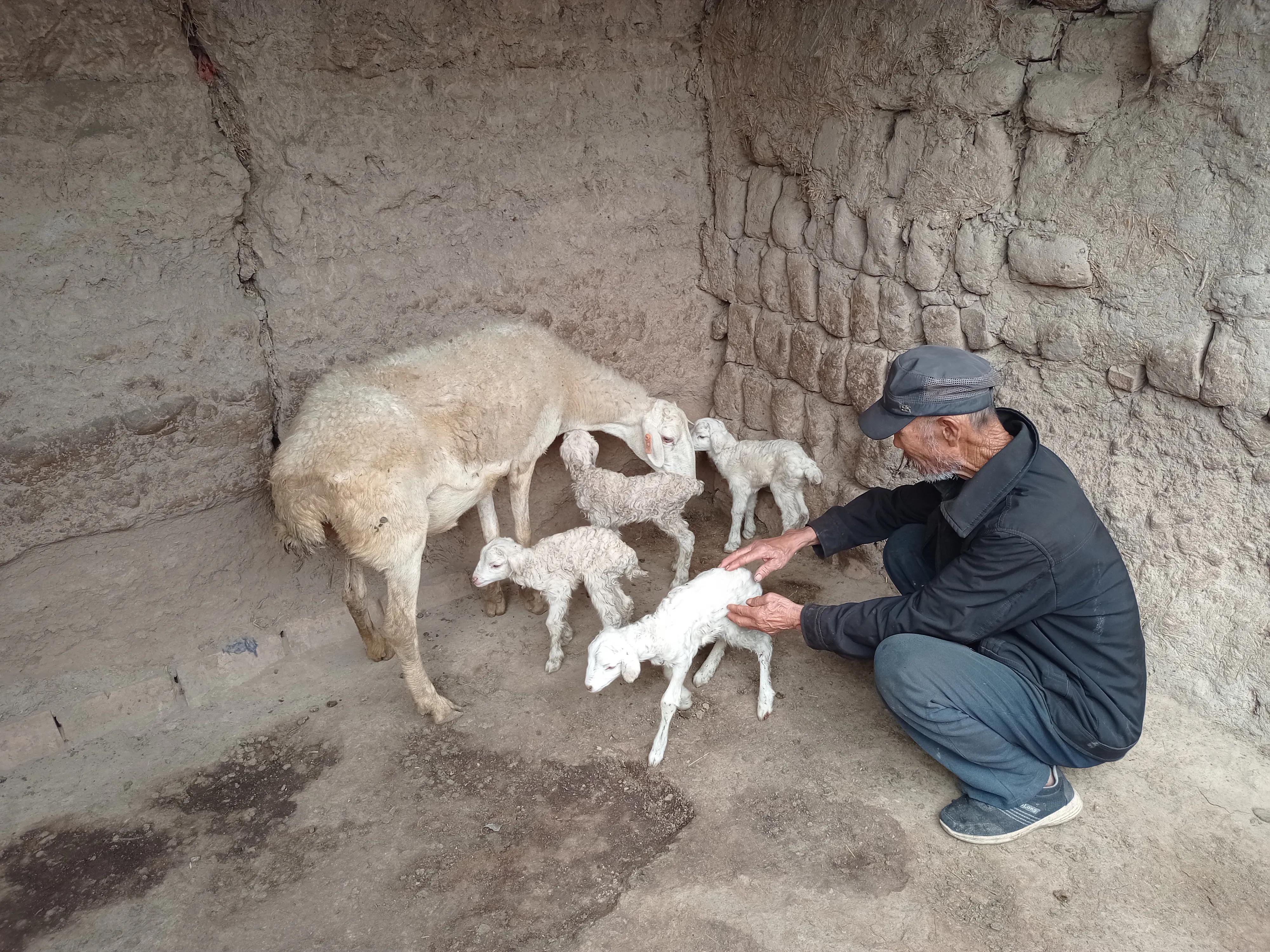 羔羊为什么会缺奶？如何饲养缺奶羔羊？新手养羊要知道