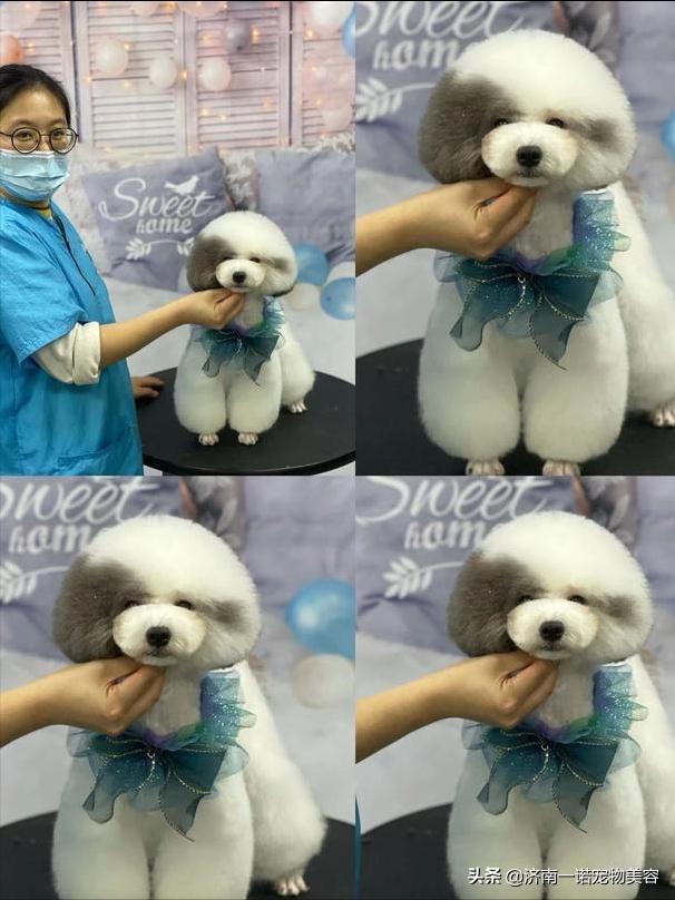 想学宠物美容洗护师,想学宠物美容入行建议