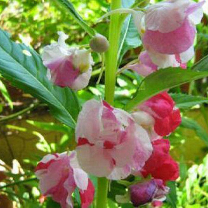 家中驱蚊草,驱蚊草真能赶走蚊子吗