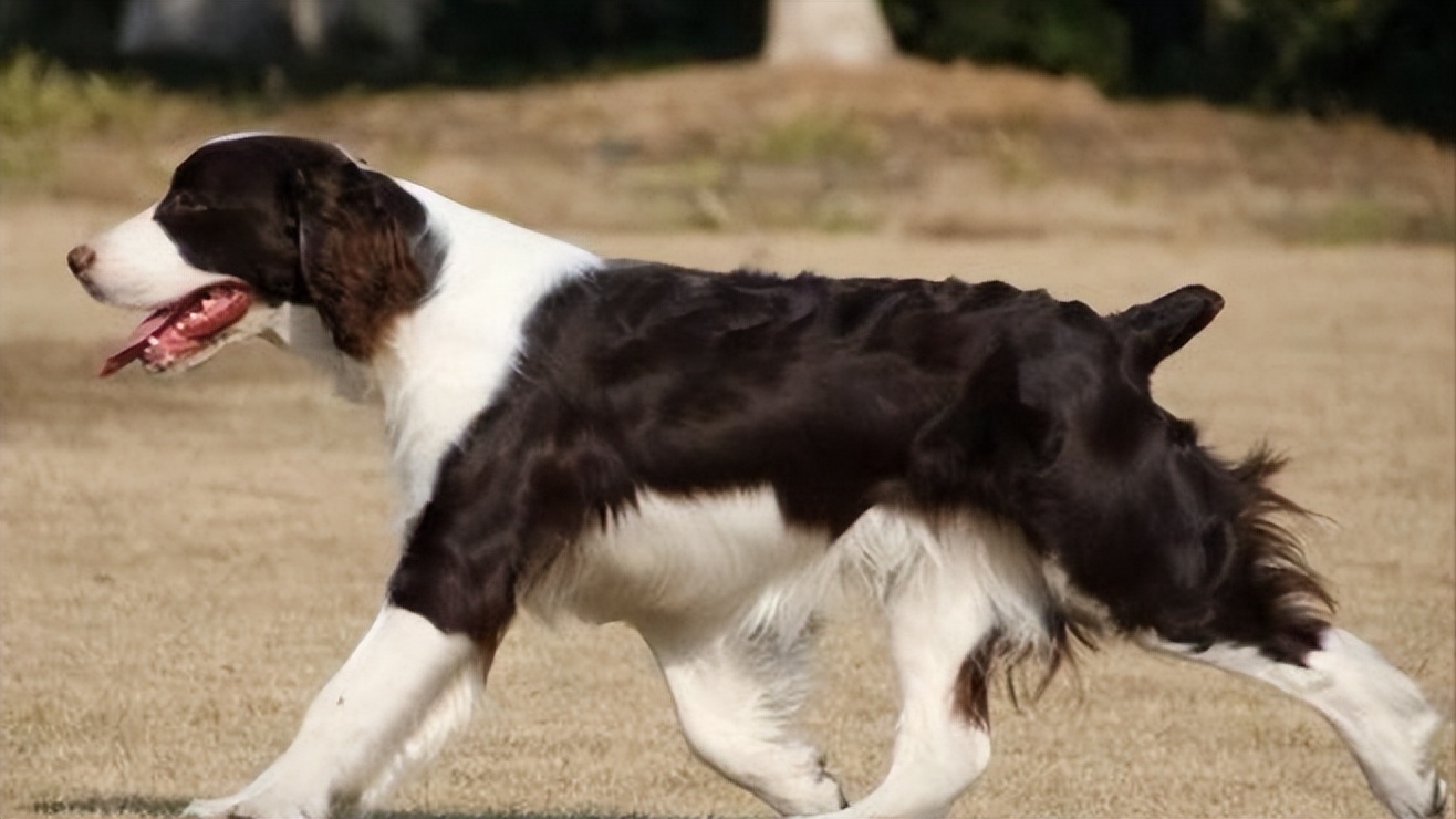 史宾格有什么特点,史宾格优点和缺点
