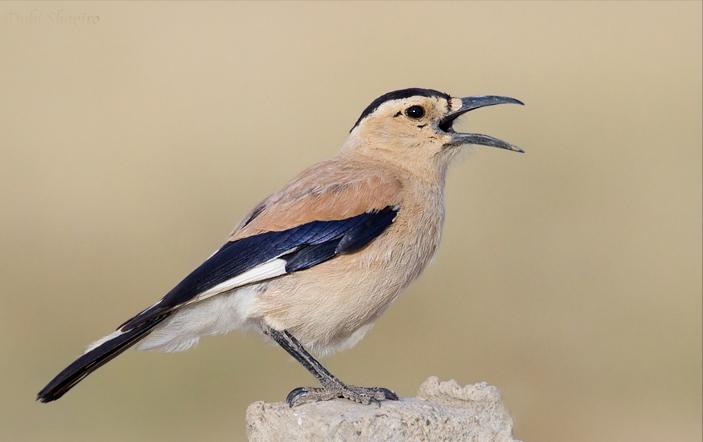 鸟儿大全高清图,高清珍稀鸟动态图片大全