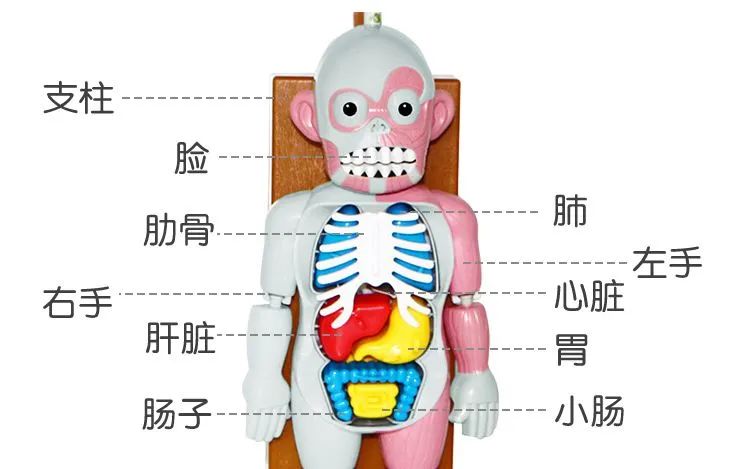 蚂蟥如果没有吸血会死亡吗,蚂蟥被吸血