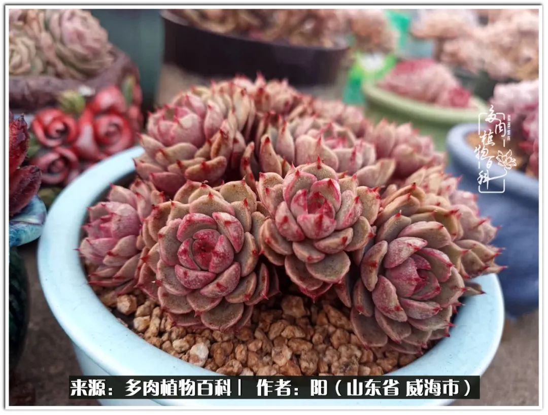 浜洪棿鐑熺伀鑷湁涓囧崈棰滆壊,浜洪棿鐑熺伀鐨嗘槸骞冲嚒棰滆壊