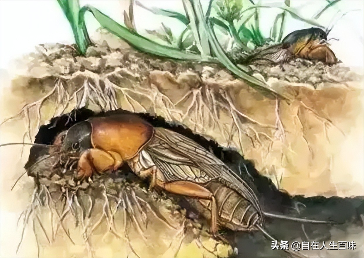 夏天常见的虫子外壳硬,农村房子里面常见的虫子有哪些