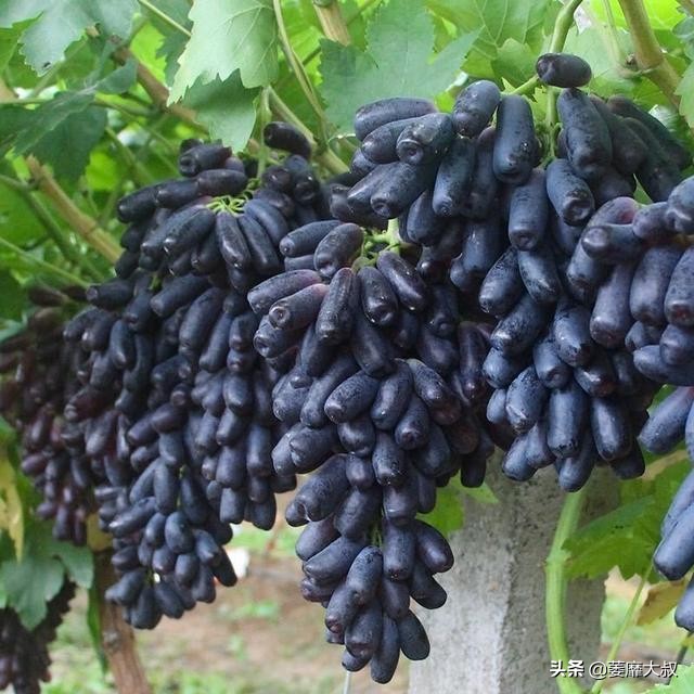 阳台选了它比花还漂亮,适合阳台可以吃的植物