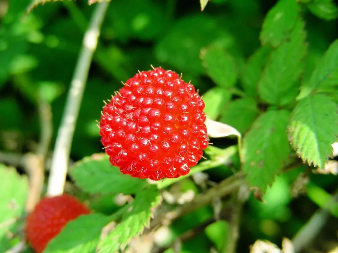 这个果子,不仅补肾还能镇痛解热,抗血凝,能有效预防血栓