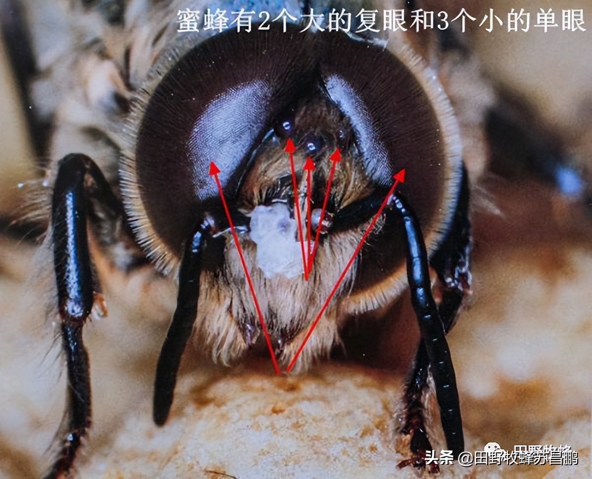 勤劳的小蜜蜂是怎么采蜜的,你见过蜜蜂采蜜的样子吗