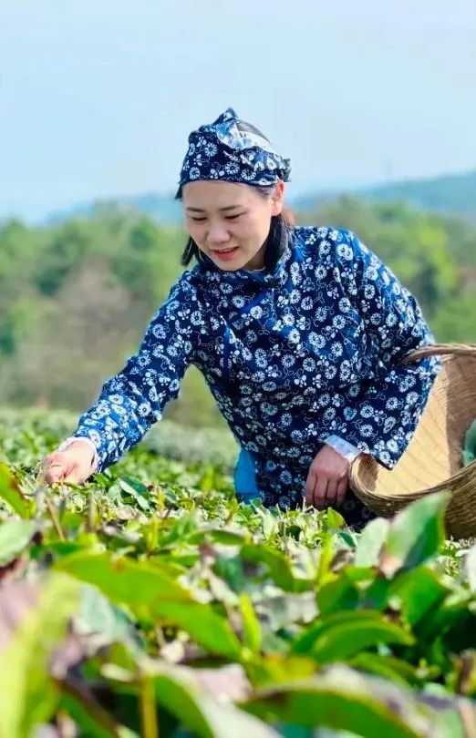宜昌长阳绿茶,宜昌绿茶品牌五峰毛尖