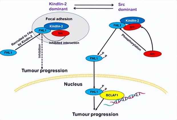 ZIP转运蛋白内部锌摄取的组氨酸突变体细胞活性自我调控机制
