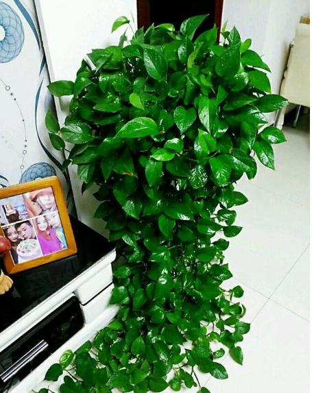一个房间放几盆绿萝去甲醛,200平米房间放多少绿萝可以去甲醛