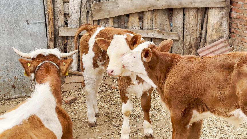 村镇银行助力乡村振兴成果,吉林省乡村振兴投资