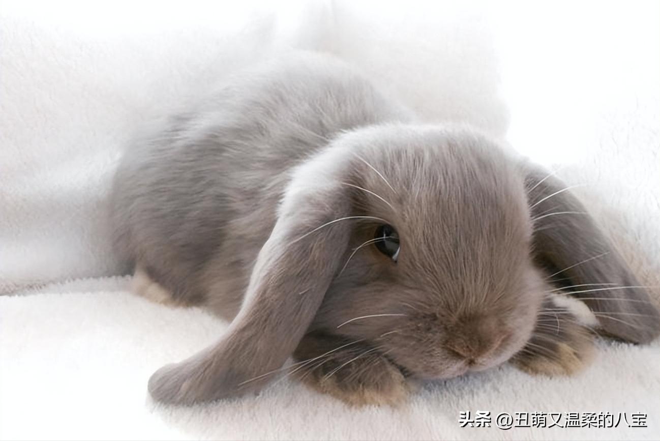 兔子耳朵痒还结疤了怎么办,兔子耳痒