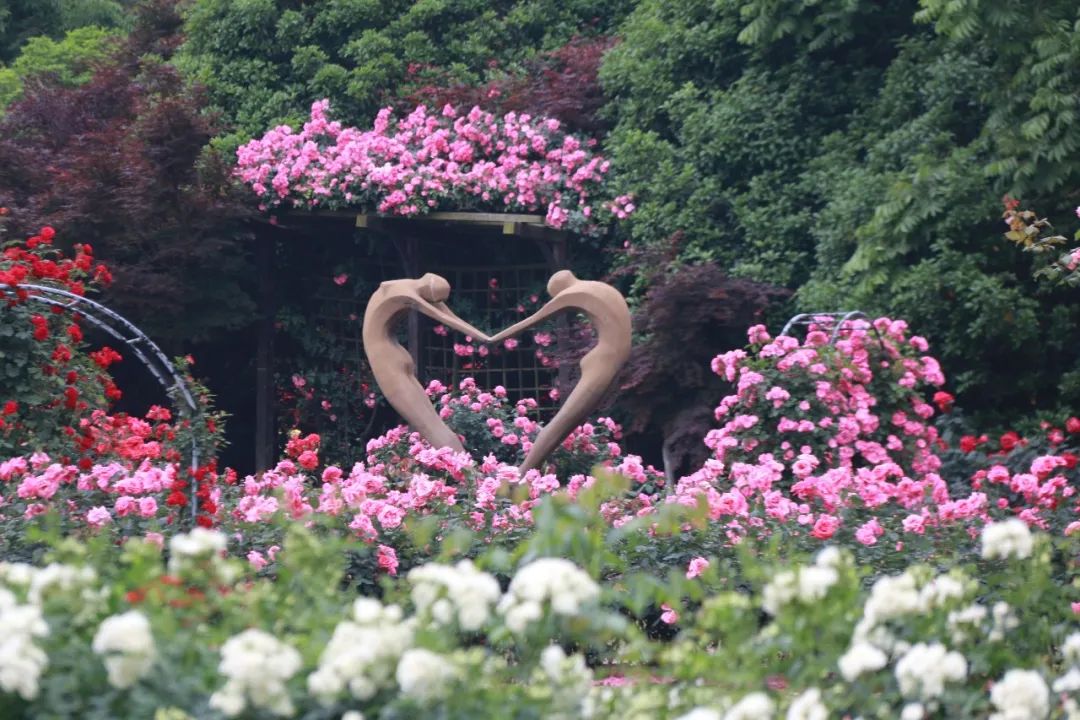 太仓蓝色花海,太仓好看的花海