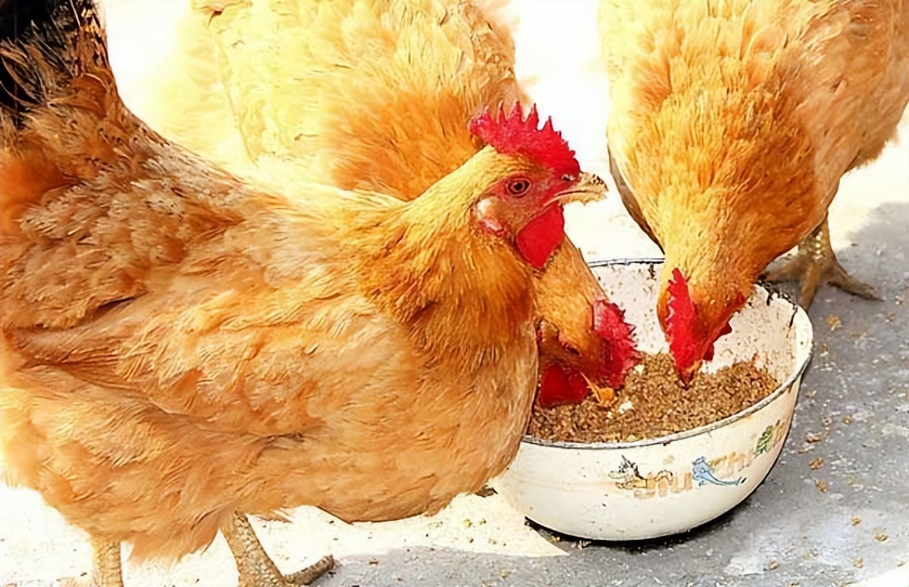 家养鸡吃鸡蛋是什么原因,养鸡不下蛋是怎么回事