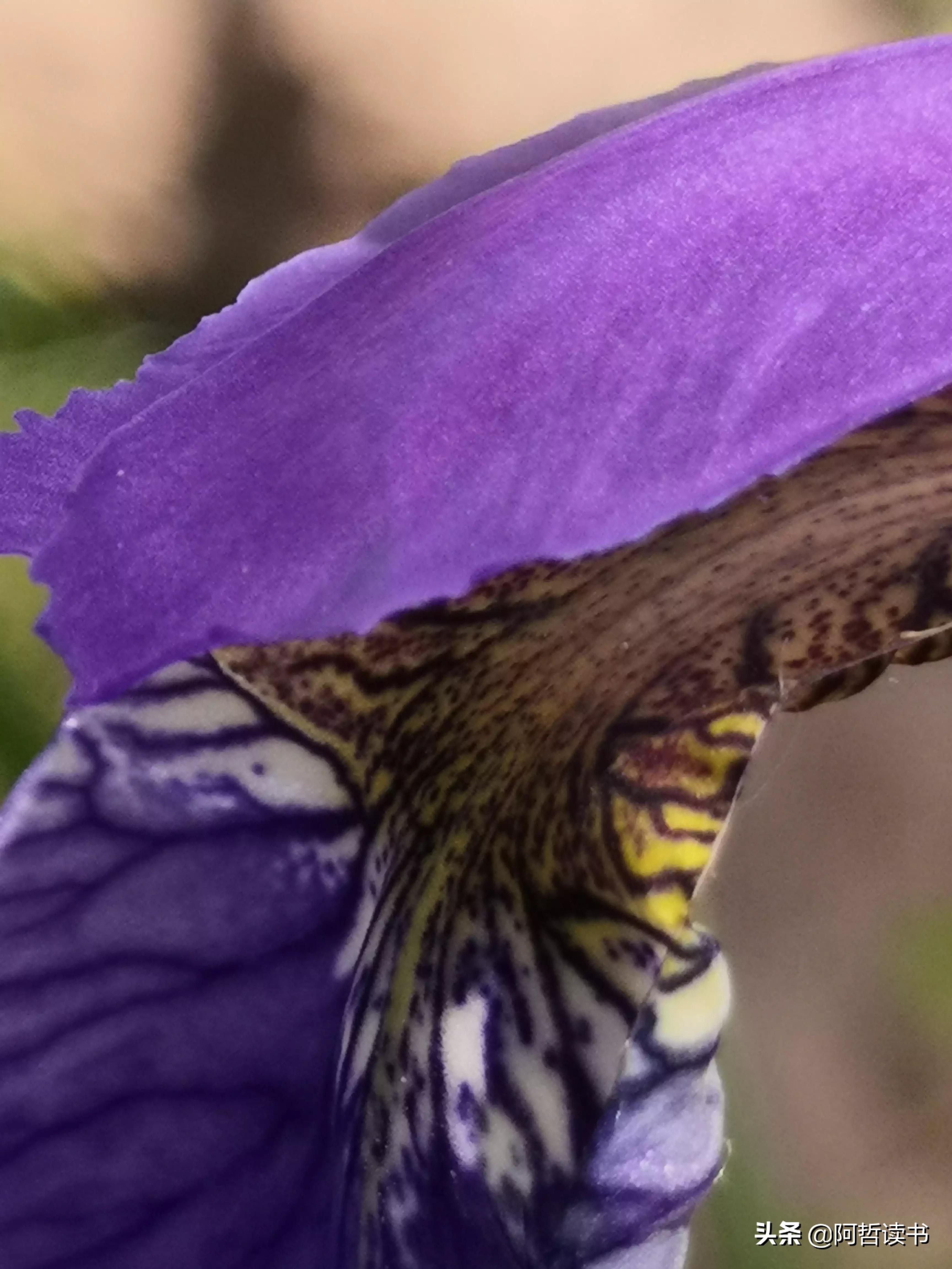 婀娜多姿鸢尾花,鸢尾花婀娜多姿