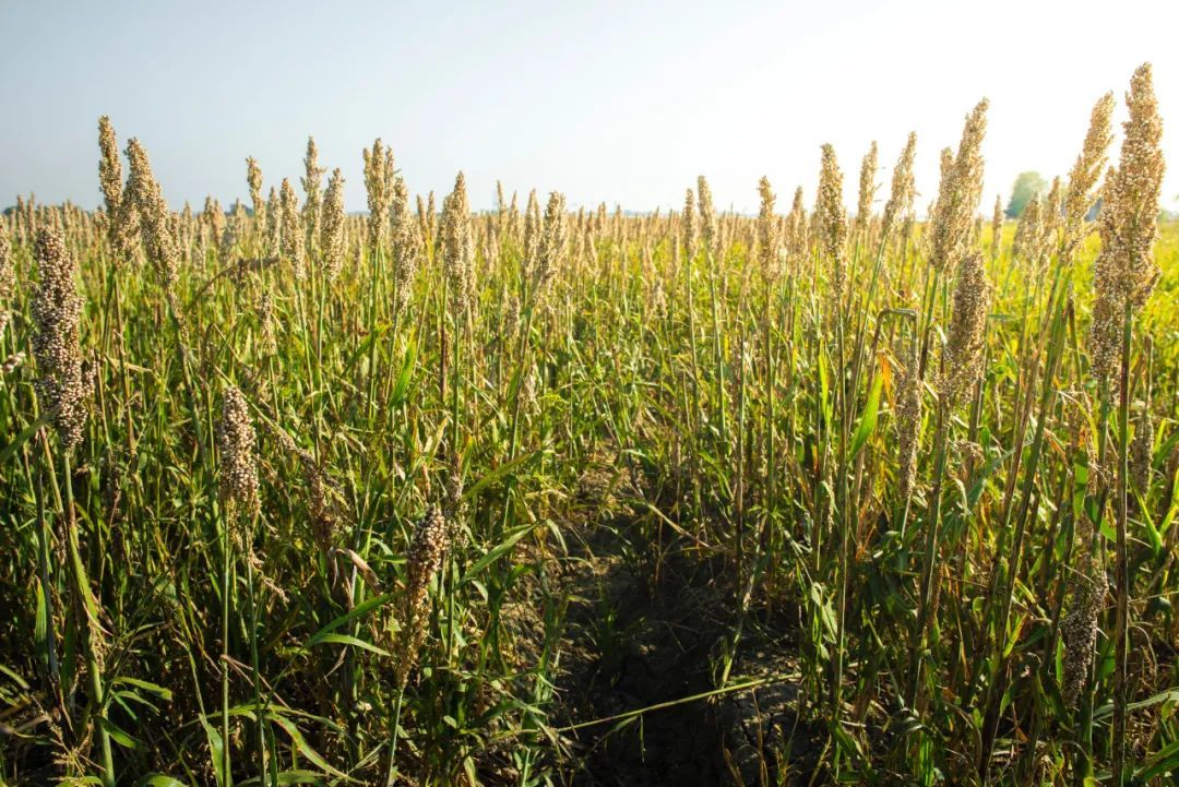 谷子的进化史,谷子的一生简介