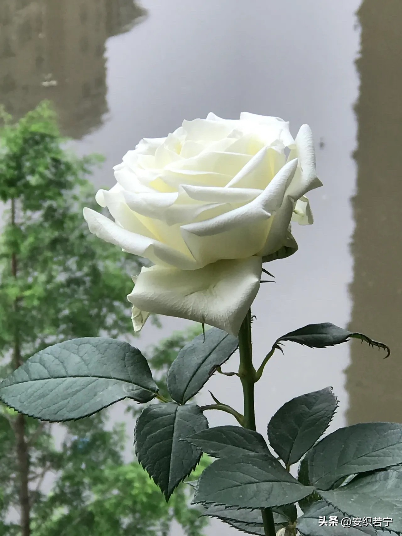 比较推荐的月季,十种夏天好养的月季