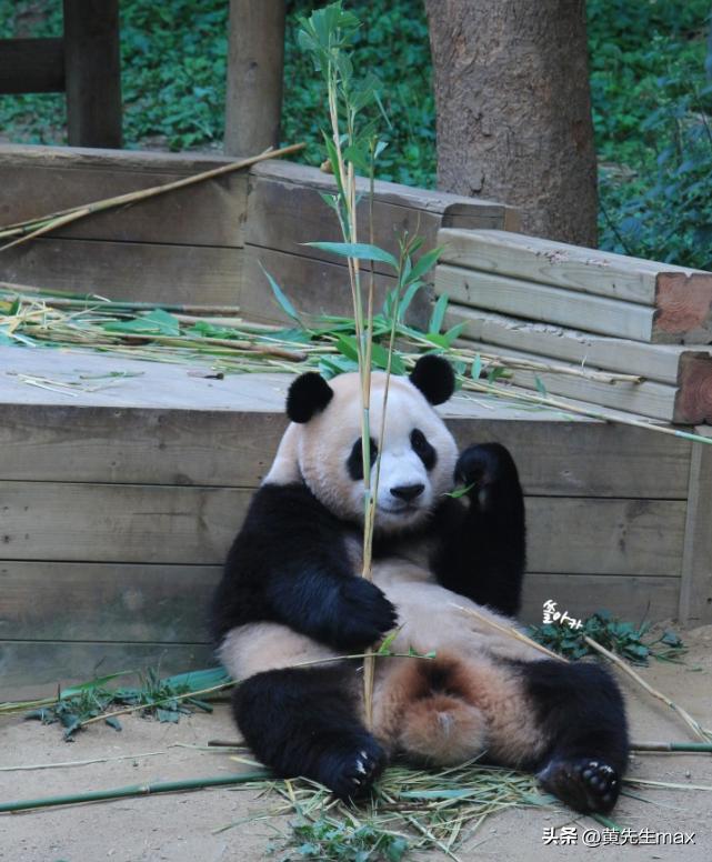 福宝回国姜爷爷会来中国看福宝吗,福宝回中国后还能与姜爷爷见面吗