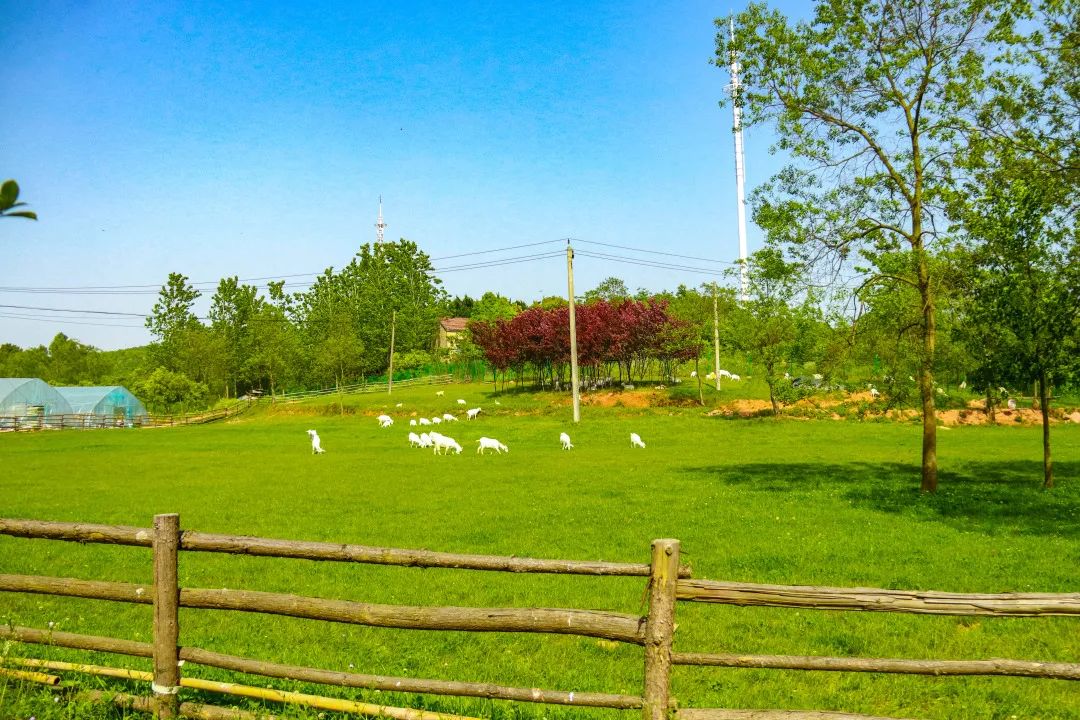 孩子们的快乐星球！周末带娃，肥西这些地方就够啦！