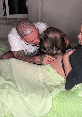 狗狗听主人胎动很惊讶,狗狗听胎动惊讶