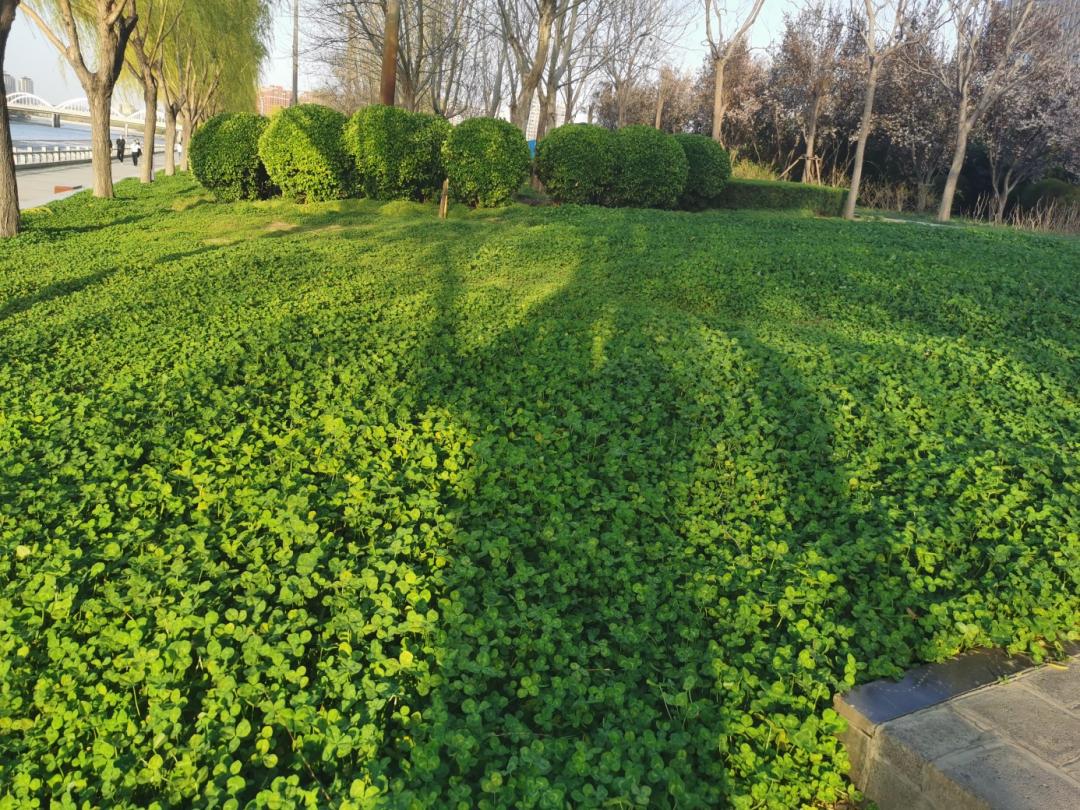 景观草坪如何搭配,庭院景观草坪种类