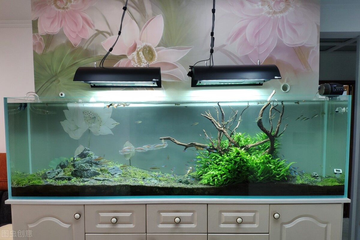 水陆缸水草缸原生缸哪个好打理,除了水草缸还能养什么缸