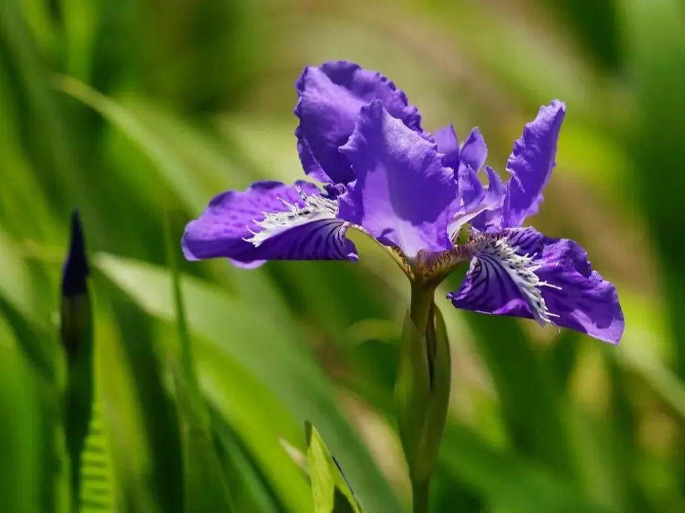 国色天香秀色可餐的美女 (秀色可餐与国色天香)