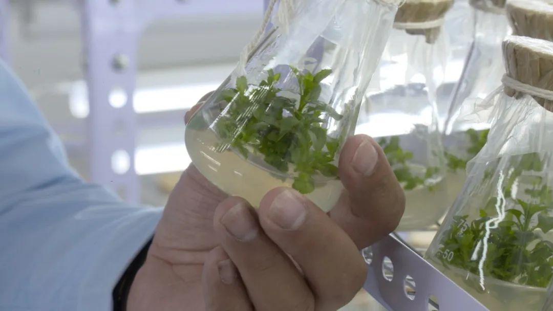 乡村振兴扶持项目在哪里申报,2023年乡村振兴项目补贴申报指南