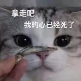 猫咪骗水喝的办法,猫咪骗水神器视频大全