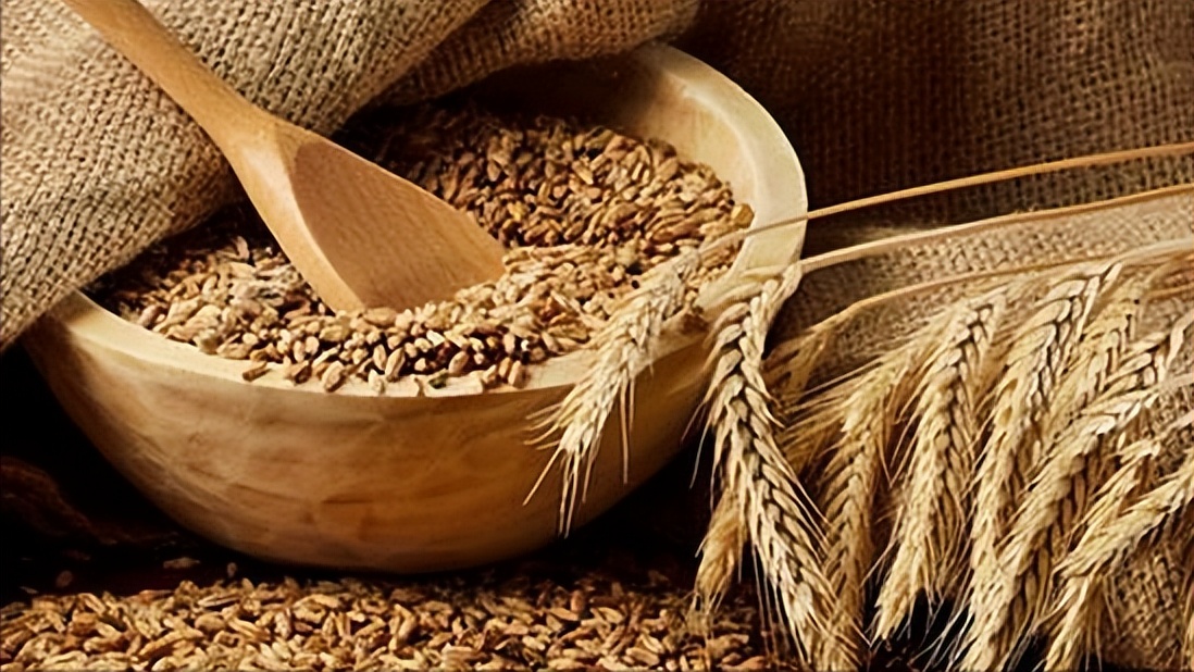 大麦生长的养分,大麦的生长期分为哪几个阶段