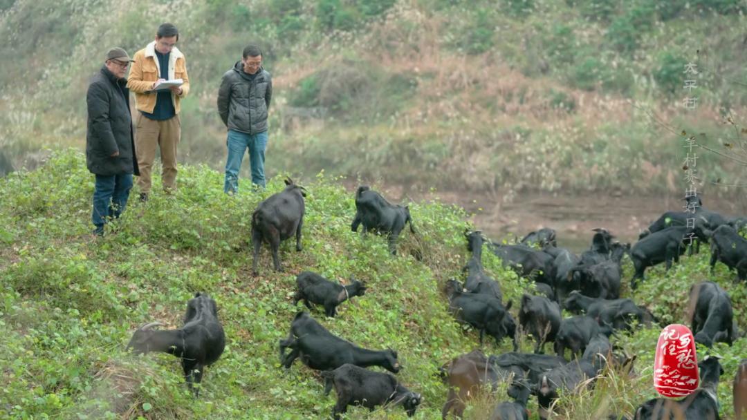 咩咩咩！听羊村“黑宝贝”，奏响山村致富曲
