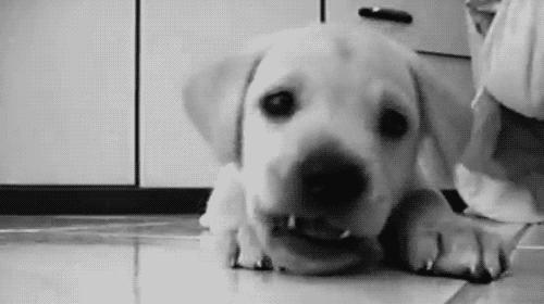 狗狗突然一直舔尿道是有炎症吗,狗狗舔尿液是缺少什么