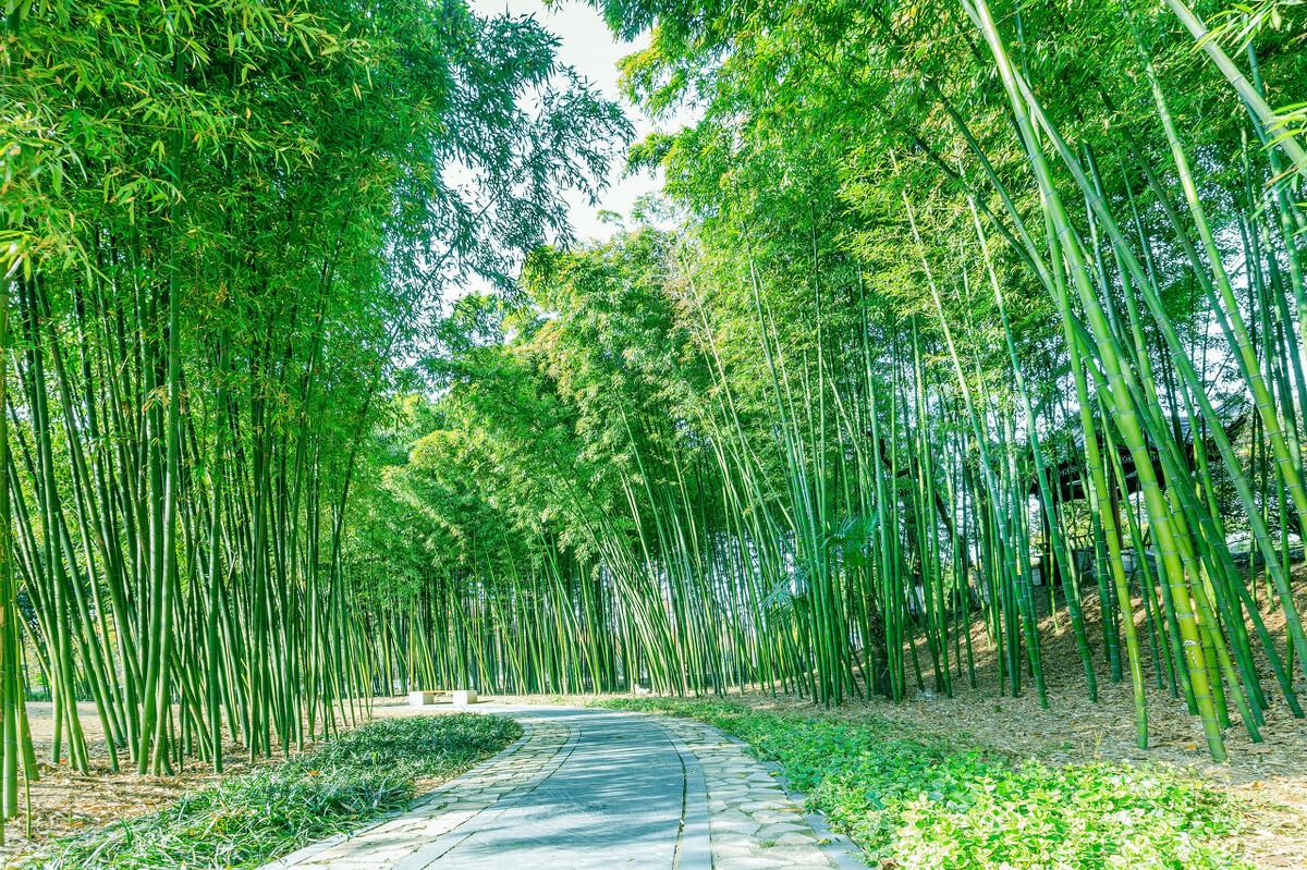 秋的飞花令经典1000首古诗,飞花令含有竹字诗句