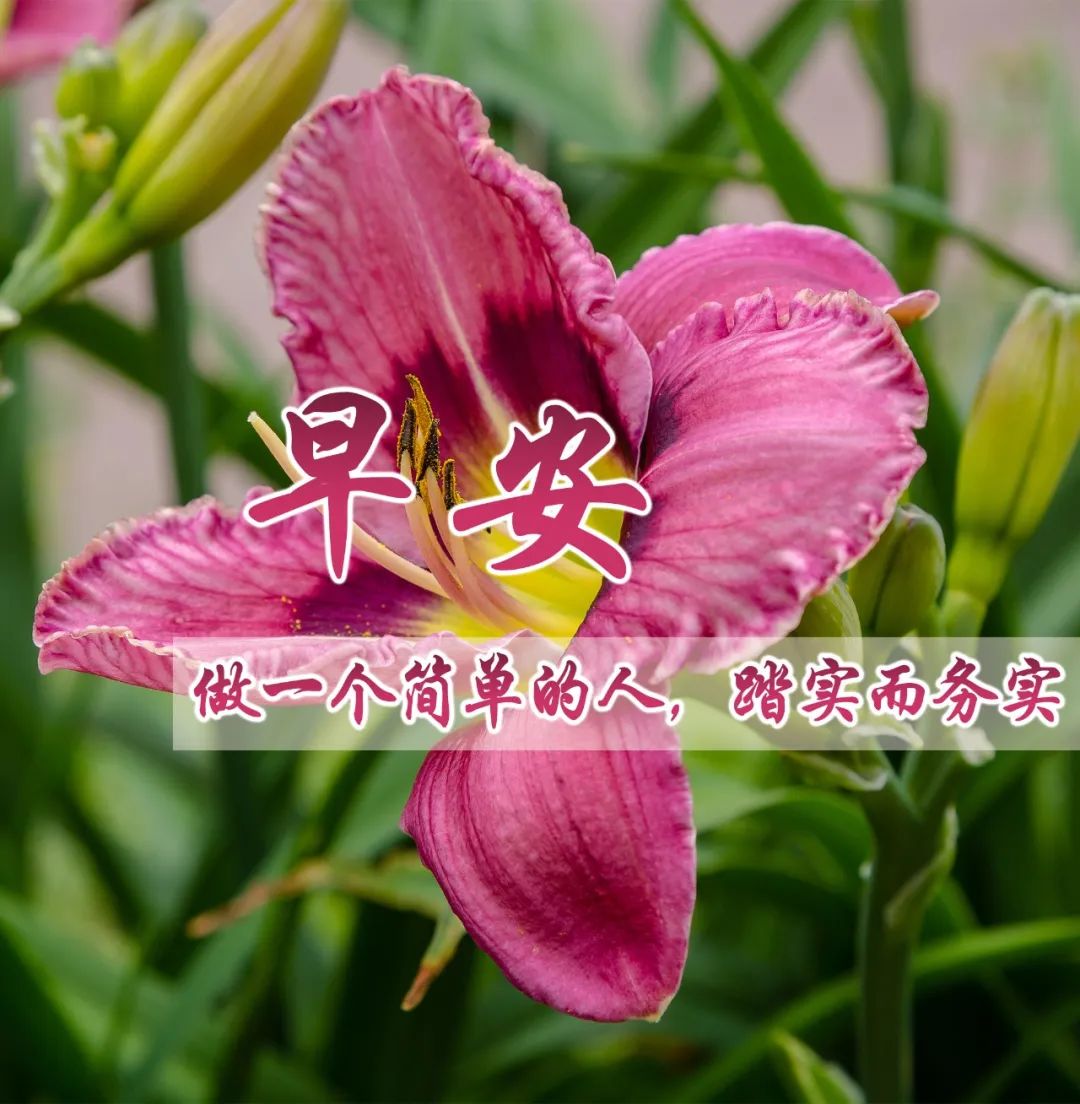 大家早上好带文字问候动态图片,最新早安问候健康平安动态图片