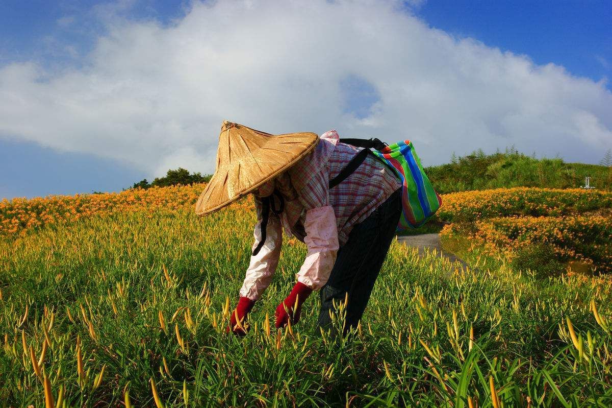 新农人乡村振兴创业挣钱吗,现代农业种植致富新项目