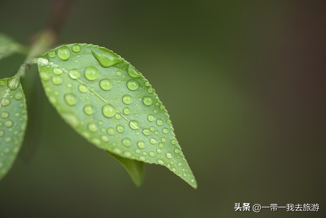你刚好盛开我正好路过音乐,你刚好盛开我正好路过的配音