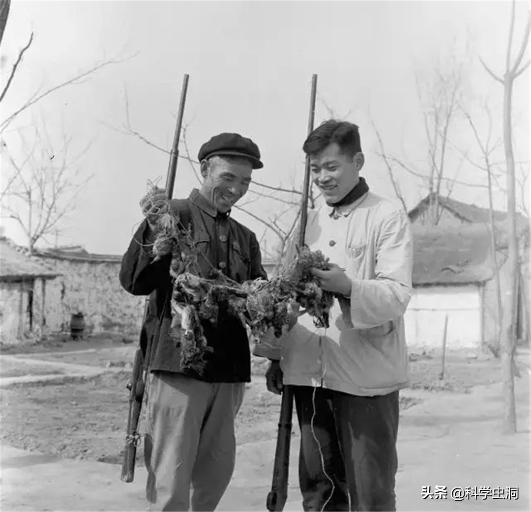 中国本土麻雀是啥样的,外国麻雀来源于哪