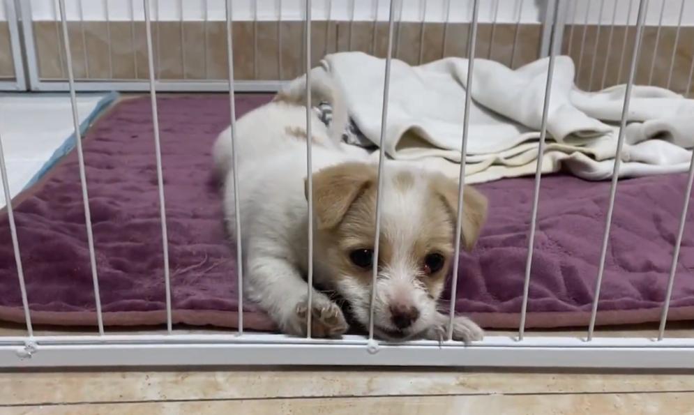 黑龙江：眼中长息肉的狗宝宝，紧抱志愿者的手，狗狗：别再抛弃我