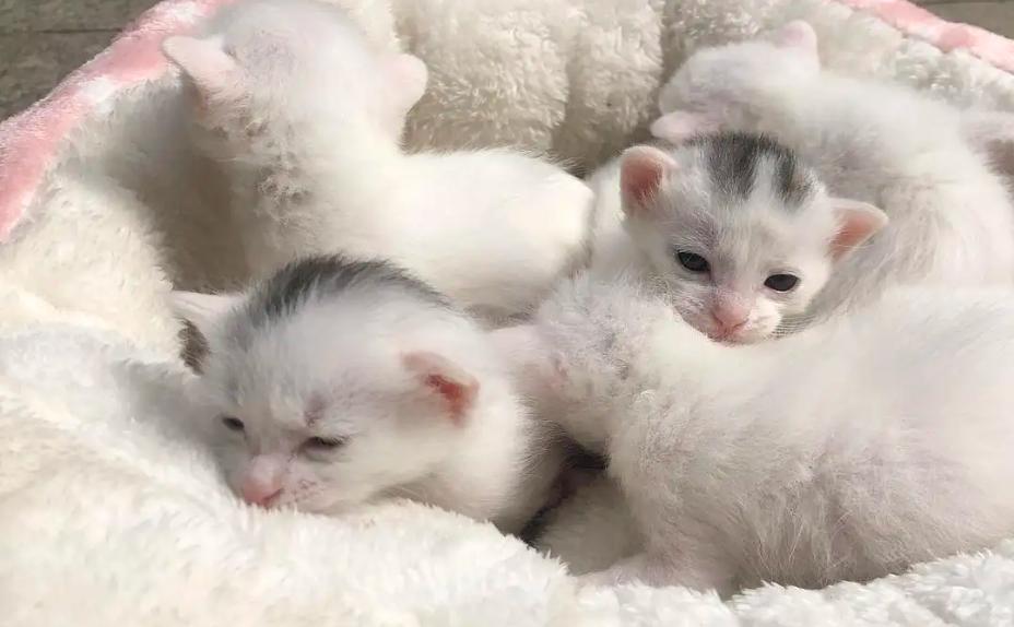 为什么猫咪交配时，公猫要死死咬住母猫的后颈？母猫的声音太凄惨