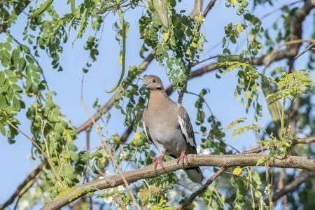 多种捕猎工具,夜视仪狩猎神器3k